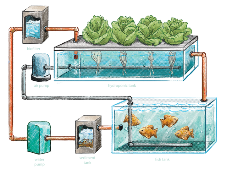 Aquaponics | EcoClean Technology Sdn. Bhd.
