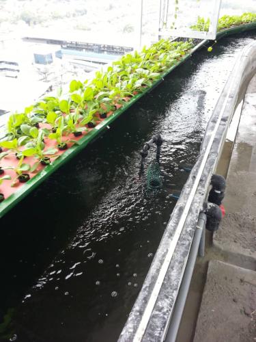 One Powerhouse Pilot Project 23 - Aquaponics | Ecoclean Technology