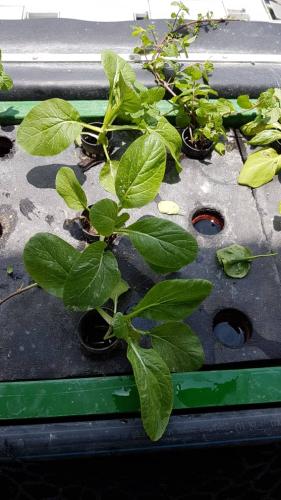 One Powerhouse Pilot Project 22 - Aquaponics | Ecoclean Technology