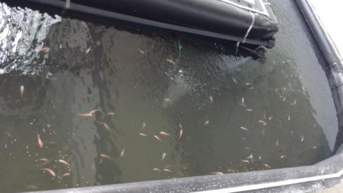 One Powerhouse Pilot Project 2 - Aquaponics system | EcoClean Technology