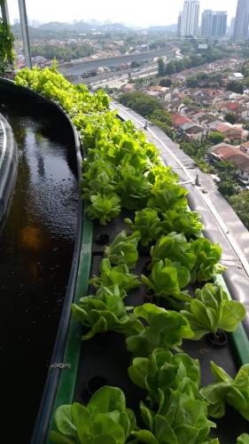 One Powerhouse Pilot Project 8 - Aquaponics plant | EcoClean Technology