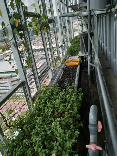 One Powerhouse Pilot Project 20 - Aquaponics plant | EcoClean Technology