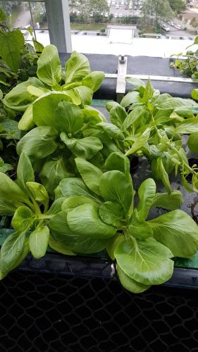 One Powerhouse Pilot Project 27 - Aquaponics plants | Ecoclean Technology