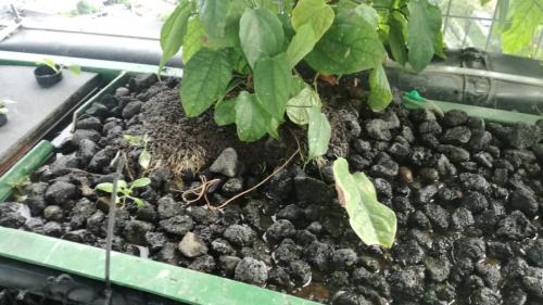 One Powerhouse Pilot Project 28 - Aquaponics plants | Ecoclean Technology